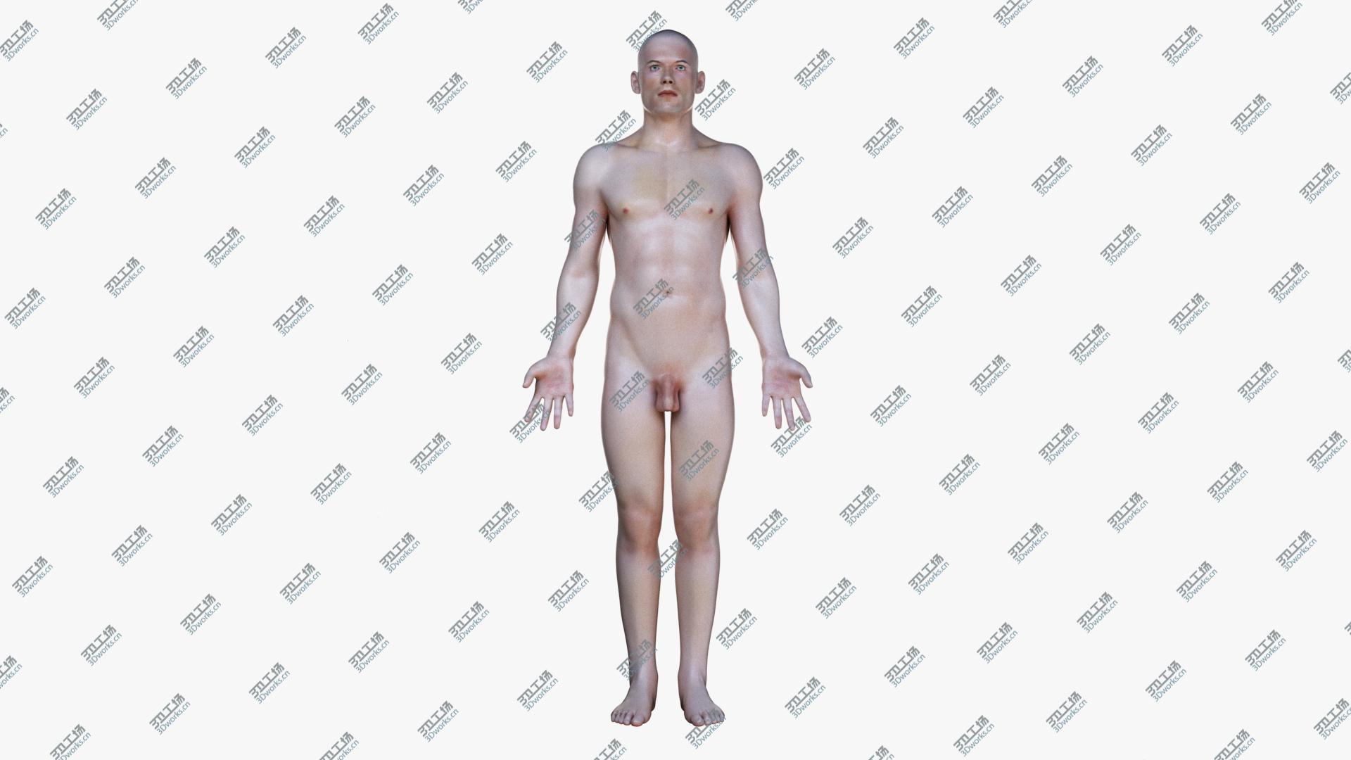 images/goods_img/2021040161/3D Full Male Anatomy Simplified/4.jpg